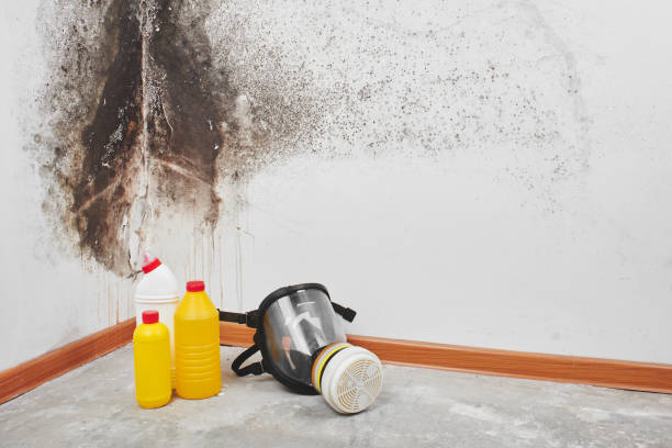 Best Post-Flood Mold Remediation in Covgton, IN