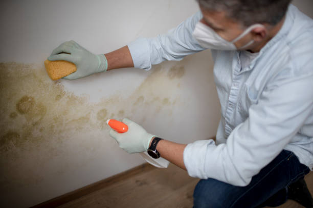 Best HVAC Mold Remediation in Covgton, IN