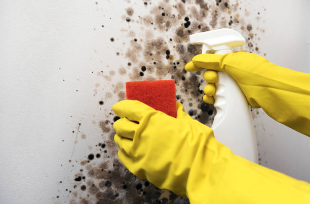 Best Bathroom Mold Remediation in Covgton, IN