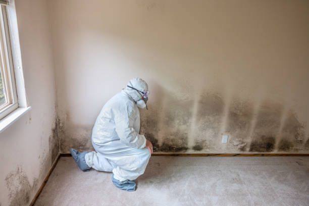 Best Basement Mold Remediation in Covgton, IN